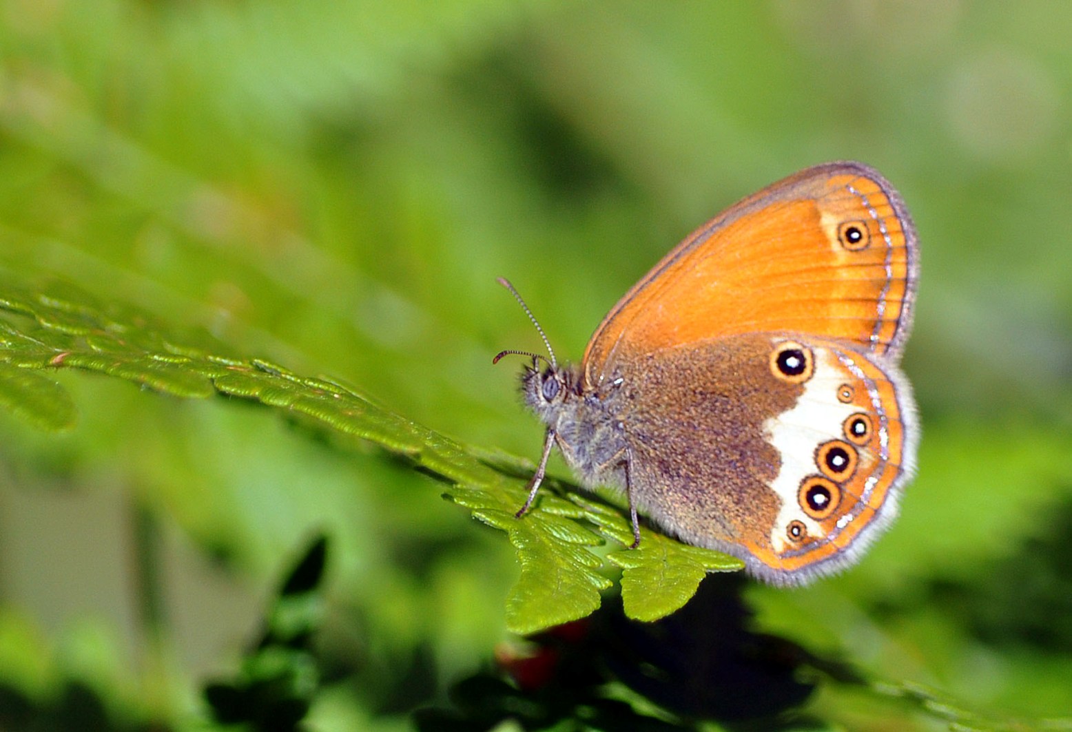 Coenonympha arcania?